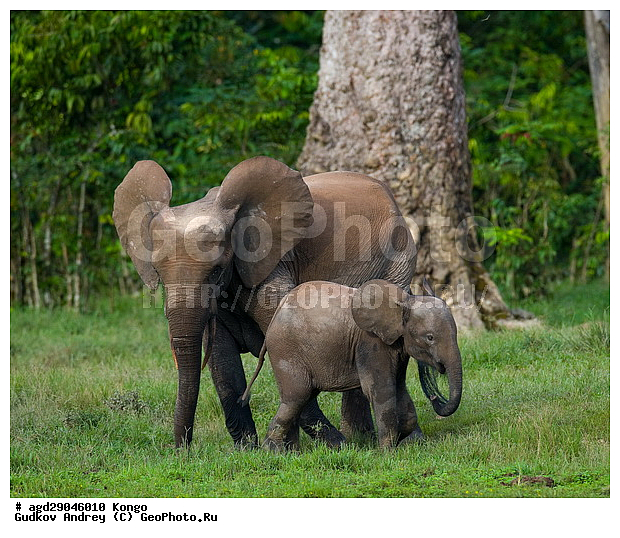 ������, �����, ������������ ���� ������ �����, ���, ������ ����, ����, ��������, �������, �������������, �����, �����, XYZ, ��������, Proboscidea, ������ ����, Loxodonta cyclotis, ��������, Elephantidae