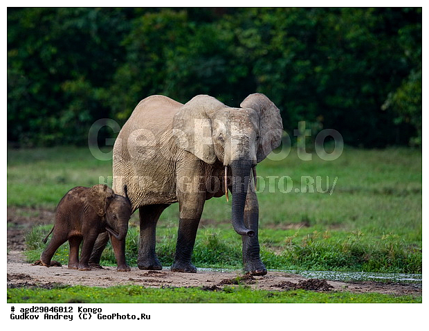 ������, �����, ������������ ���� ������ �����, ���, ������ ����, ����, ��������, �������, �������������, �����, �����, XYZ, ��������, Proboscidea, ������ ����, Loxodonta cyclotis, ��������, Elephantidae