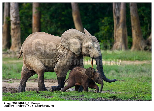 ������, �����, ������������ ���� ������ �����, ���, ������ ����, ����, ��������, �������, �������������, �����, �����, XYZ, ��������, Proboscidea, ������ ����, Loxodonta cyclotis, ��������, Elephantidae