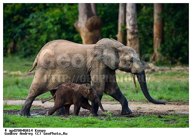 ������, �����, ������������ ���� ������ �����, ���, ������ ����, ����, ��������, �������, �������������, �����, �����, XYZ, ��������, Proboscidea, ������ ����, Loxodonta cyclotis, ��������, Elephantidae