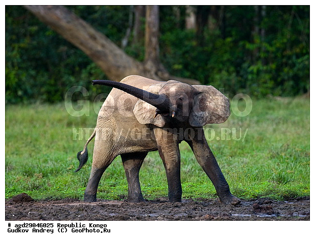 ������, �����, ������������ ���� ������ �����, ���, �������� �����, �����, ������ ����, ����, �������������, �����, �����, XYZ, ��������, Proboscidea, ������ ����, Loxodonta cyclotis, ��������, Elephantidae