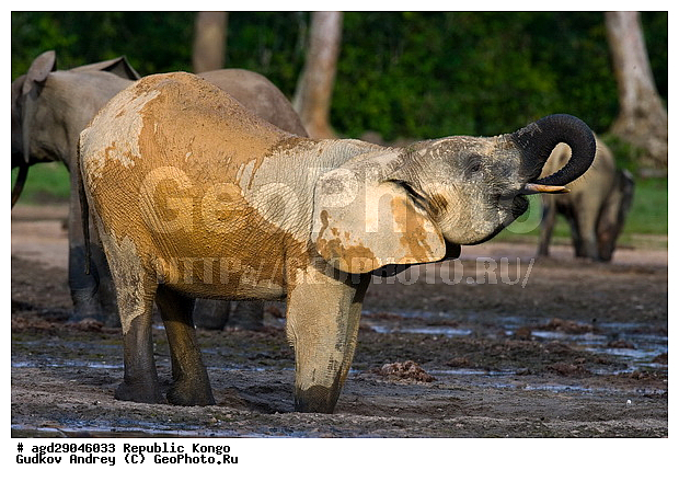 ������, �����, ������������ ���� ������ �����, ���, �������� �����, �����, ������ ����, ����, �������������, �����, �����, XYZ, ��������, Proboscidea, ������ ����, Loxodonta cyclotis, ��������, Elephantidae