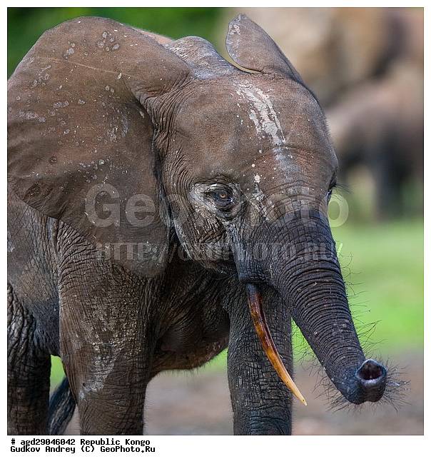 ������, �����, ������������ ���� ������ �����, ���, �������� �����, �����, ������ ����, ����, �������������, �����, �����, XYZ, ��������, Proboscidea, ������ ����, Loxodonta cyclotis, ��������, Elephantidae