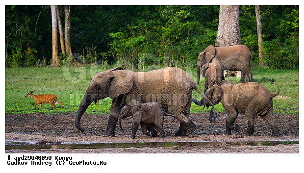 ������, ������ �����, �����, ������������ ���� ������ �����, ���, ������ ����, ����, �����, ����� ������, �������������, �����, �����, XYZ, ��������, Proboscidea, ������ ����, Loxodonta cyclotis, ��������, Elephantidae