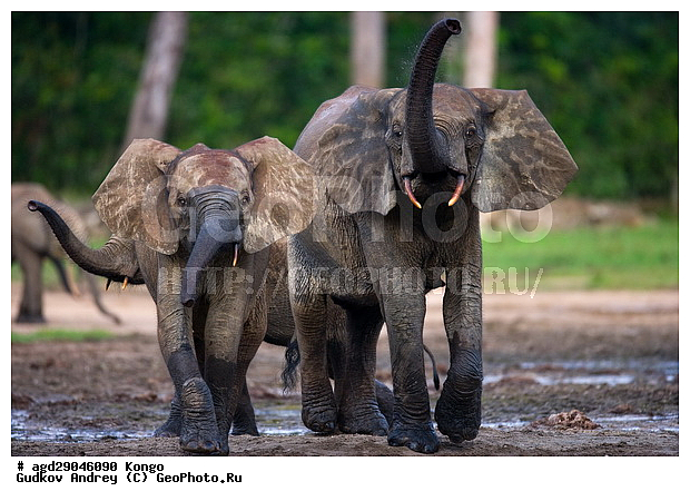 ������, ������ �����, �����, ������������ ���� ������ �����, ���, ������, ����, ������ ����, ����, ����, ���������, �����, ����� ������, �������������, �����, �����, XYZ, ��������, Proboscidea, ������ ����, Loxodonta cyclotis, ��������, Elephantidae