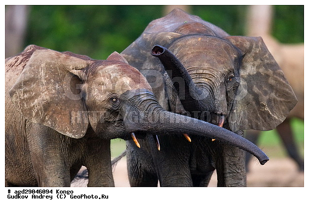 ������, �����, ������������ ���� ������ �����, ���, ������ ����, ����, �����, ����� ������, �������������, �����, �����, XYZ, ��������, Proboscidea, ������ ����, Loxodonta cyclotis, ��������, Elephantidae