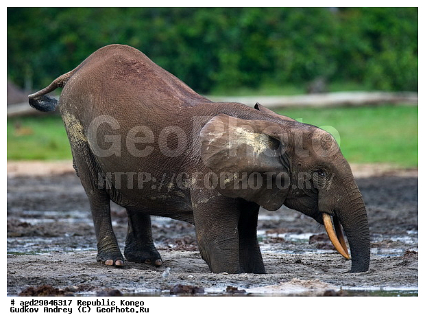 ������, �����, ������������ ���� ������ �����, ���, �������� �����, �����, ������ ����, ����, �������������, �����, �����, XYZ, ��������, Proboscidea, ������ ����, Loxodonta cyclotis, ��������, Elephantidae