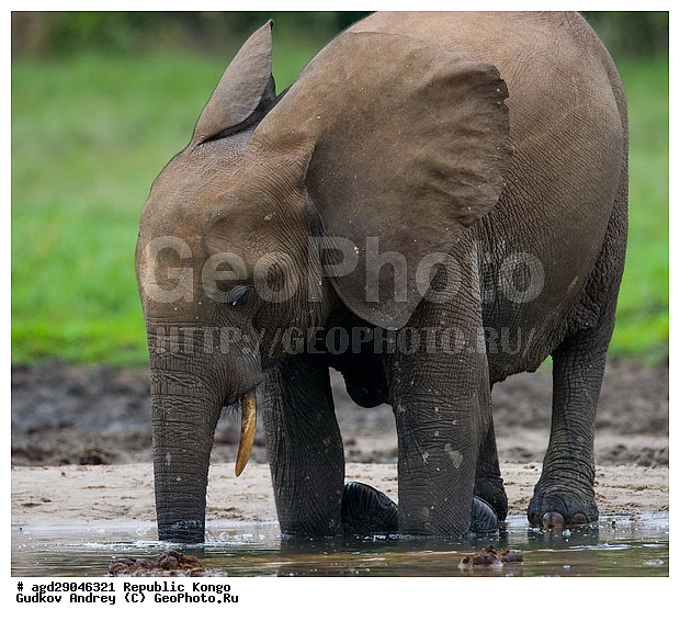 ������, �����, ������������ ���� ������ �����, ���, �������� �����, �����, ������ ����, ����, �������������, �����, �����, XYZ, ��������, Proboscidea, ������ ����, Loxodonta cyclotis, ��������, Elephantidae