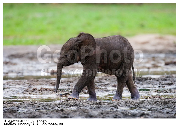 ������, �����, ������������ ���� ������ �����, ���, �������� �����, �����, ������ ����, ����, ��������, �������������, �����, �����, XYZ, ��������, Proboscidea, ������ ����, Loxodonta cyclotis, ��������, Elephantidae