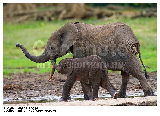 ������, �����, ������������ ���� ������ �����, ���, ������ ����, ����, ��������, �������, �������������, �����, �����, XYZ, ��������, Proboscidea, ������ ����, Loxodonta cyclotis, ��������, Elephantidae