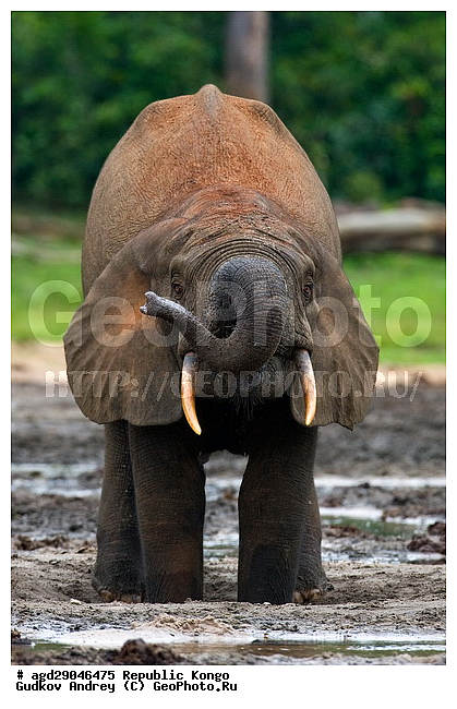 ������, �����, ������������ ���� ������ �����, ���, �������� �����, �����, ������ ����, ����, �������������, �����, �����, XYZ, ��������, Proboscidea, ������ ����, Loxodonta cyclotis, ��������, Elephantidae