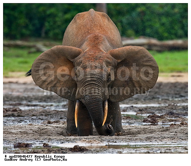 ������, �����, ������������ ���� ������ �����, ���, �������� �����, �����, ������ ����, ����, �������������, �����, �����, XYZ, ��������, Proboscidea, ������ ����, Loxodonta cyclotis, ��������, Elephantidae