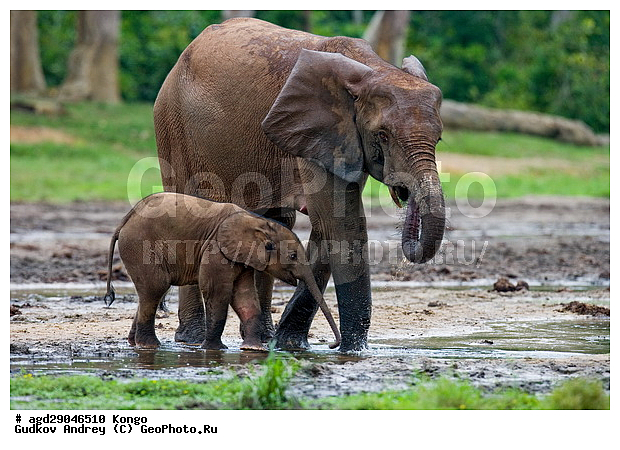 ������, �����, ������������ ���� ������ �����, ���, ������ ����, ����, ��������, �������, �������������, �����, �����, XYZ, ��������, Proboscidea, ������ ����, Loxodonta cyclotis, ��������, Elephantidae