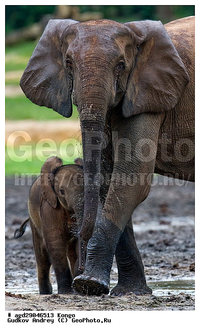 ������, �����, ������������ ���� ������ �����, ���, ������ ����, ����, ��������, �������, �������������, �����, �����, XYZ, ��������, Proboscidea, ������ ����, Loxodonta cyclotis, ��������, Elephantidae