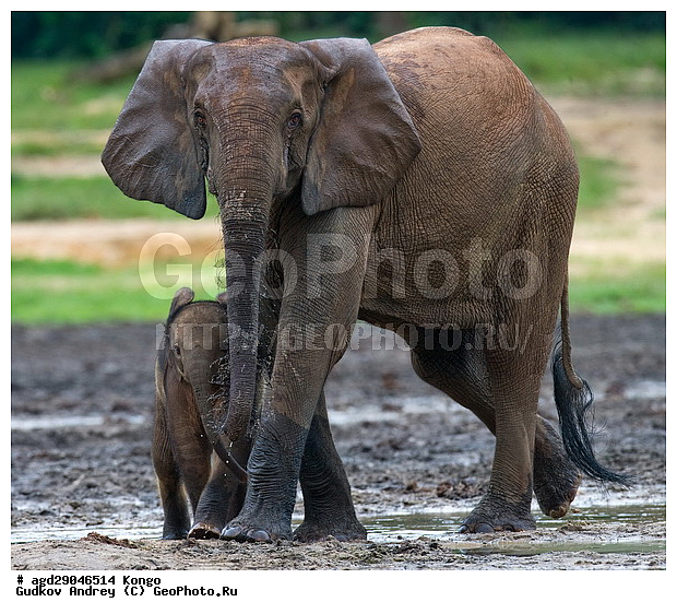 ������, �����, ������������ ���� ������ �����, ���, ������ ����, ����, ��������, �������, �������������, �����, �����, XYZ, ��������, Proboscidea, ������ ����, Loxodonta cyclotis, ��������, Elephantidae