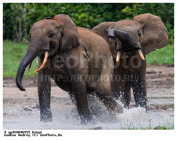 ������, �����, ������������ ���� ������ �����, ���, ������, ����, ������ ����, ����, ����, ��������, �������, ���������, �������������, �����, �����, XYZ, ��������, Proboscidea, ������ ����, Loxodonta cyclotis, ��������, Elephantidae