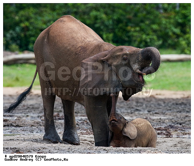 ������, ������ �����, �����, ������������ ���� ������ �����, ���, ������ ����, ����, ��������, �������, �������������, �����, �����, XYZ, ��������, Proboscidea, ������ ����, Loxodonta cyclotis, ��������, Elephantidae