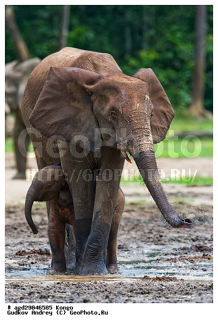 ������, ������ �����, �����, ������������ ���� ������ �����, ���, ������ ����, ����, ��������, �������, �������������, �����, �����, XYZ, ��������, Proboscidea, ������ ����, Loxodonta cyclotis, ��������, Elephantidae