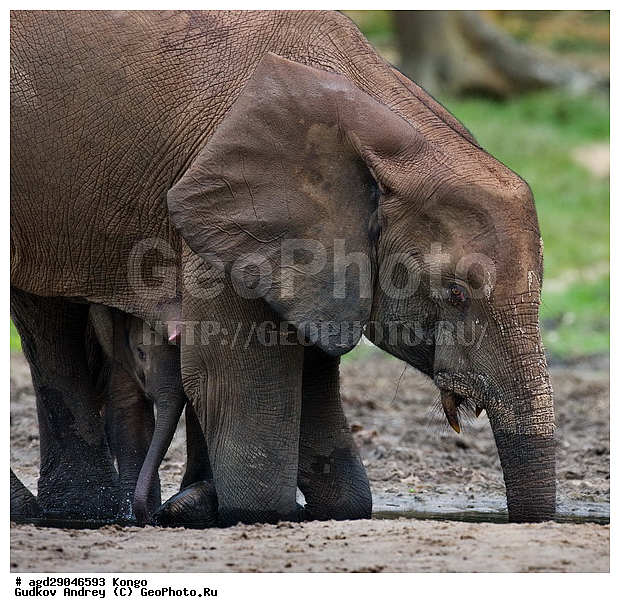 ������, ������ �����, �����, ������������ ���� ������ �����, ���, ������ ����, ����, ��������, �������, �������������, �����, �����, XYZ, ��������, Proboscidea, ������ ����, Loxodonta cyclotis, ��������, Elephantidae