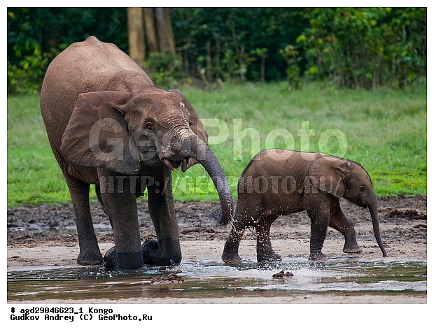 ������, ������ �����, �����, ������������ ���� ������ �����, ���, ������ ����, ����, ��������, �������, �������������, �����, �����, XYZ, ��������, Proboscidea, ������ ����, Loxodonta cyclotis, ��������, Elephantidae