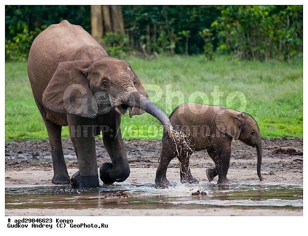 ������, ������ �����, �����, ������������ ���� ������ �����, ���, ������ ����, ����, ��������, �������, �������������, �����, �����, XYZ, ��������, Proboscidea, ������ ����, Loxodonta cyclotis, ��������, Elephantidae