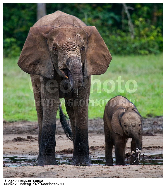 ������, ������ �����, �����, ������������ ���� ������ �����, ���, ������ ����, ����, ��������, �������, �������������, �����, �����, XYZ, ��������, Proboscidea, ������ ����, Loxodonta cyclotis, ��������, Elephantidae