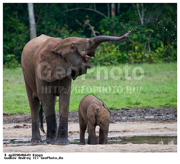 ������, ������ �����, �����, ������������ ���� ������ �����, ���, ������ ����, ����, ��������, �������, �������������, �����, �����, XYZ, ��������, Proboscidea, ������ ����, Loxodonta cyclotis, ��������, Elephantidae