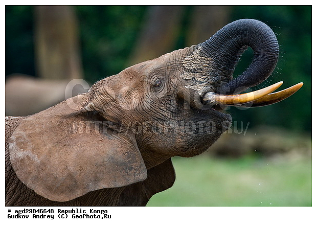 ������, �����, ������������ ���� ������ �����, ���, �������� �����, �����, ������ ����, ����, �������������, �����, �����, XYZ, ��������, Proboscidea, ������ ����, Loxodonta cyclotis, ��������, Elephantidae