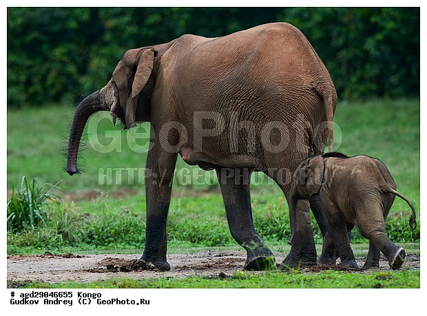 ������, ������ �����, �����, ������������ ���� ������ �����, ���, ������ ����, ����, ��������, �������, �������������, �����, �����, XYZ, ��������, Proboscidea, ������ ����, Loxodonta cyclotis, ��������, Elephantidae