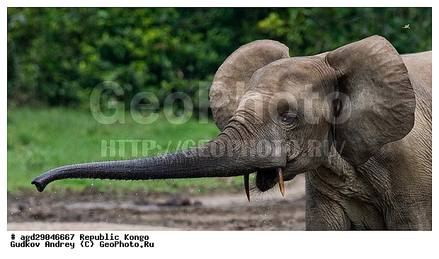 ������, �����, ������������ ���� ������ �����, ���, �������� �����, �����, ������ ����, ����, �������������, �����, �����, XYZ, ��������, Proboscidea, ������ ����, Loxodonta cyclotis, ��������, Elephantidae