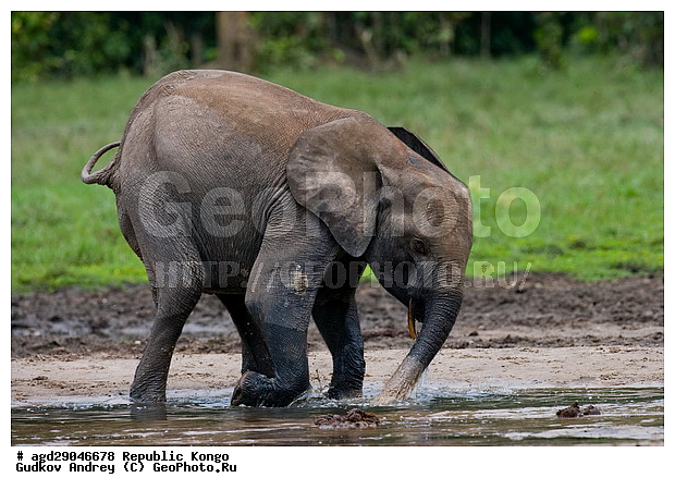 ������, �����, ������������ ���� ������ �����, ���, �������� �����, �����, ������ ����, ����, �������������, �����, �����, XYZ, ��������, Proboscidea, ������ ����, Loxodonta cyclotis, ��������, Elephantidae