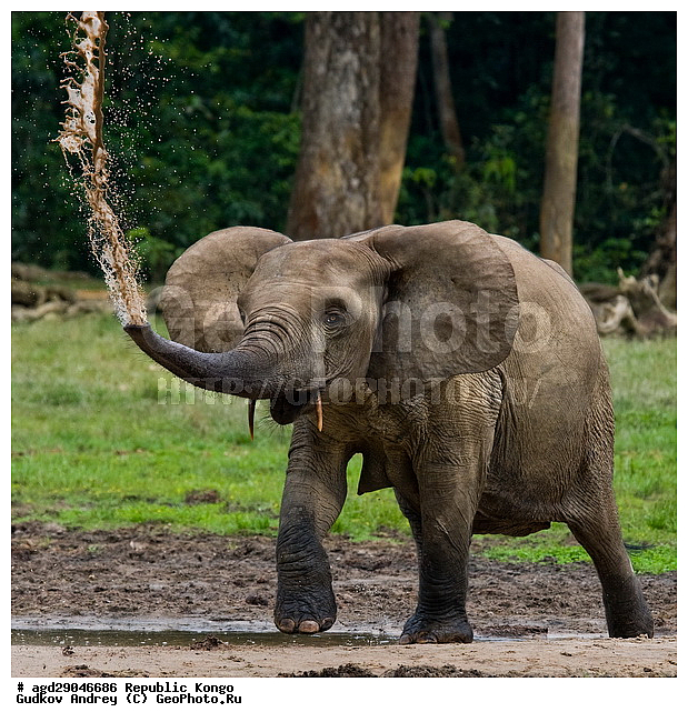 ������, �����, ������������ ���� ������ �����, ���, �������� �����, �����, ������ ����, ����, �������������, �����, �����, XYZ, ��������, Proboscidea, ������ ����, Loxodonta cyclotis, ��������, Elephantidae