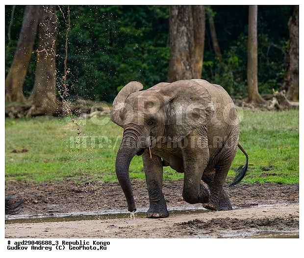 ������, �����, ������������ ���� ������ �����, ���, �������� �����, �����, ������ ����, ����, �������������, �����, �����, XYZ, ��������, Proboscidea, ������ ����, Loxodonta cyclotis, ��������, Elephantidae