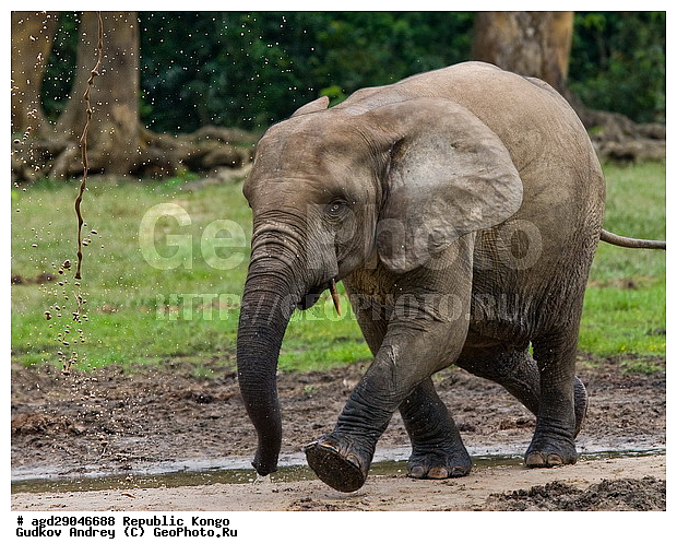 ������, �����, ������������ ���� ������ �����, ���, �������� �����, �����, ������ ����, ����, �������������, �����, �����, XYZ, ��������, Proboscidea, ������ ����, Loxodonta cyclotis, ��������, Elephantidae