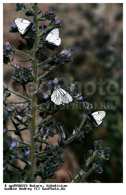 ����������, �������, �������