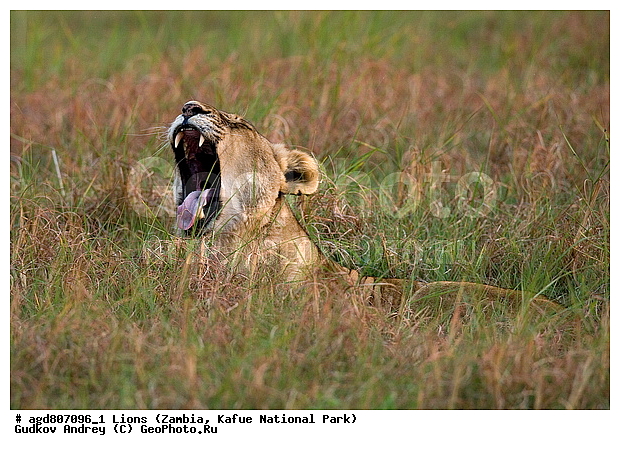 ", wildlife, ������, ������, ����, ������������, ������� �������, ������� �����, ���, ����� ��������, ����� �����, ����� ����, ���", ���� �� ��������, ������������ ����� ������, ������������ ���� "�����", �����, ���������� ����� ����������������, �������, ������, ����������������, ����������, �������������, �����, �����, XYZ, �������, Felidae, ���, Panthera leo