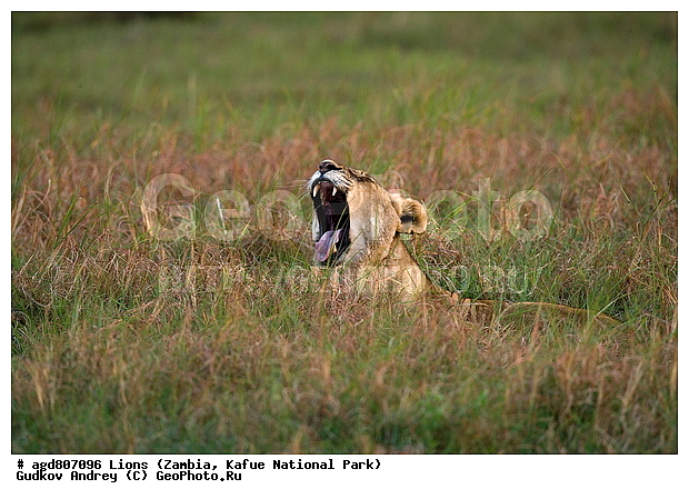 ", wildlife, ������, ������, ����, ������������, ������� �������, ������� �����, ���, ����� ��������, ����� �����, ����� ����, ���", ���� �� ��������, ������������ ����� ������, ������������ ���� "�����", �����, ���������� ����� ����������������, �������, ������, ����������������, ����������, �������������, �����, �����, XYZ, �������, Felidae, ���, Panthera leo