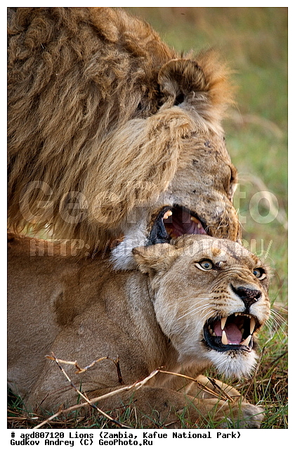 wildlife, ������, ������, ����, ������������, ������� �������, ������� �����, ���, ������, ����, ����� ��������, ����� �����, ����� ����, ���", ���� �� ��������, ������������ ����� ������, ������������ ���� "�����", ����, �����, ���������� ����� ����������������, �������, ������, ���������, ����������������, ����������, �������������, �����, �����, XYZ, �������, Felidae, ���, Panthera leo