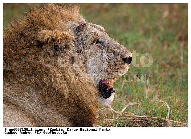 ", wildlife, ������, ������, ����, ������������, ������� �������, ������� �����, ���, ����� ��������, ����� �����, ����� ����, ���", ���� �� ��������, ������������ ����� ������, ������������ ���� "�����", �����, ���������� ����� ����������������, �������, ������, ����������������, ����������, �������������, �����, �����, XYZ, �������, Felidae, ���, Panthera leo