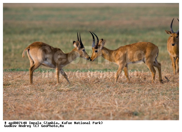 "��������, Aepyceros melampus, wildlife, ������, ������, ������� ������, �����, ������������, ��������, ������� ���� ��������, ���, ������ �����, ����� ��������, ������������ ����� ������, ������������ ����, ������������ ���� "�����", ����, ���������� ����� ����������������, �������, ������, ����������������, ����������. "