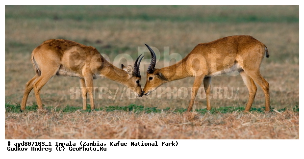 "��������, Aepyceros melampus, wildlife, ������, ������, ������� ������, �����, ������������, ��������, ������� ���� ��������, ���, ������ �����, ����� ��������, ������������ ����� ������, ������������ ����, ������������ ���� "�����", ����, ���������� ����� ����������������, �������, ������, ����������������, ����������. "