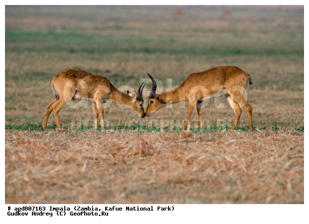 "��������, Aepyceros melampus, wildlife, ������, ������, ������� ������, �����, ������������, ��������, ������� ���� ��������, ���, ������ �����, ����� ��������, ������������ ����� ������, ������������ ����, ������������ ���� "�����", ����, ���������� ����� ����������������, �������, ������, ����������������, ����������. "