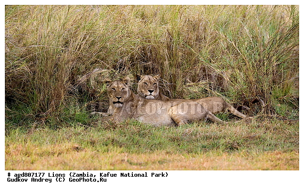 ", wildlife, ������, ������, ����, ������������, ������� �������, ������� �����, ���, ����� ��������, ����� �����, ����� ����, ���", ���� �� ��������, ������������ ����� ������, ������������ ���� "�����", �����, ���������� ����� ����������������, �������, ������, ����������������, ����������, �������������, �����, �����, XYZ, �������, Felidae, ���, Panthera leo