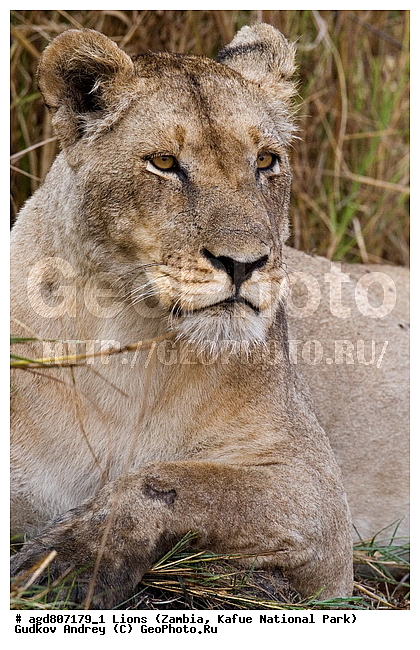 ", wildlife, ������, ������, ����, ������������, ������� �������, ������� �����, ���, ����� ��������, ����� �����, ����� ����, ���", ���� �� ��������, ������������ ����� ������, ������������ ���� "�����", �����, ���������� ����� ����������������, �������, ������, ����������������, ����������, �������������, �����, �����, XYZ, �������, Felidae, ���, Panthera leo