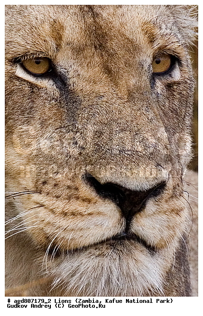 ", wildlife, ������, ������, ����, ������������, ������� �������, ������� �����, ���, ������, ����, �����, ����� ��������, ����� �����, ����� ����, ������, ���", ���� �� ��������, ������������ ����� ������, ������������ ���� "�����", �����, ���������� ����� ����������������, �������, ������, ��������, ����������������, ����������, �������������, �����, �����, XYZ, �������, Felidae, ���, Panthera leo