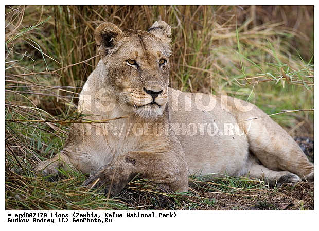 ", wildlife, ������, ������, ����, ������������, ������� �������, ������� �����, ���, ����� ��������, ����� �����, ����� ����, ���", ���� �� ��������, ������������ ����� ������, ������������ ���� "�����", �����, ���������� ����� ����������������, �������, ������, ����������������, ����������, �������������, �����, �����, XYZ, �������, Felidae, ���, Panthera leo