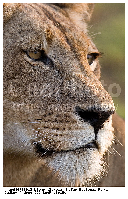 ", wildlife, ������, ������, ����, ������������, ������� �������, ������� �����, ���, ����� ��������, ����� �����, ����� ����, ���", ���� �� ��������, ������������ ����� ������, ������������ ���� "�����", �����, ���������� ����� ����������������, �������, ������, ����������������, ����������, �������������, �����, �����, XYZ, �������, Felidae, ���, Panthera leo