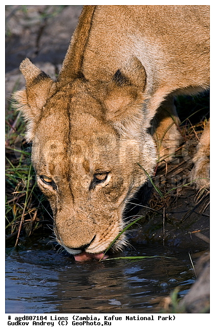 ", wildlife, ������, ������, ����, ������������, ������� �������, ������� �����, ���, ����� ��������, ����� �����, ����� ����, ���", ���� �� ��������, ������������ ����� ������, ������������ ���� "�����", �����, ���������� ����� ����������������, �������, ������, ����������������, ����������, �������������, �����, �����, XYZ, �������, Felidae, ���, Panthera leo