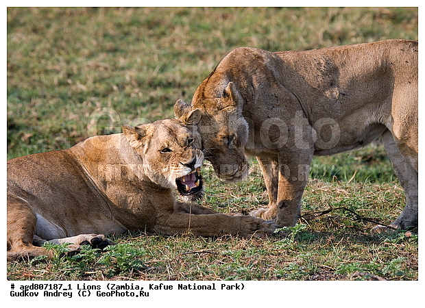 ", wildlife, ������, ������, ����, ������������, ������� �������, ������� �����, ���, ������, ����, ����� ��������, ����� �����, ����� ����, ���", ���� �� ��������, ������������ ����� ������, ������������ ���� "�����", ����, �����, ���������� ����� ����������������, �������, ������, ���������, ����������������, ����������, �������������, �����, �����, XYZ, �������, Felidae, ���, Panthera leo