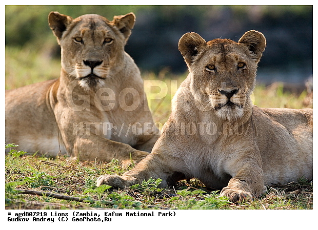 ", wildlife, ������, ������, ����, ������������, ������� �������, ������� �����, ���, ������, ����, ����� ��������, ����� �����, ����� ����, ���", ���� �� ��������, ������������ ����� ������, ������������ ���� "�����", ����, �����, ���������� ����� ����������������, �������, ������, ���������, ����������������, ����������, �������������, �����, �����, XYZ, �������, Felidae, ���, Panthera leo